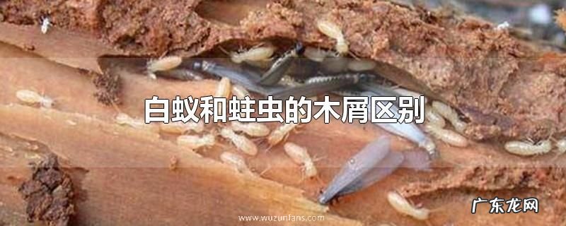 白蚁和蛀虫的木屑区别