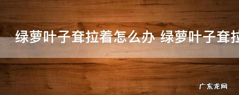 绿萝叶子耷拉着怎么办 绿萝叶子耷拉着解决方法