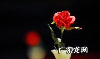 全国种植玫瑰花基地有哪些地方 全国种植玫瑰花基地在哪