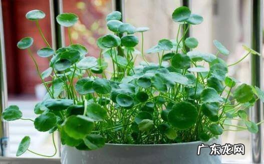 草金鱼风水 风水草是什么草种