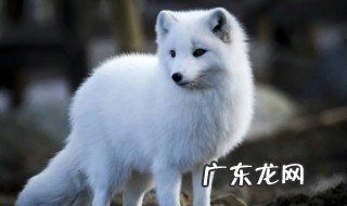 世界上最贵的狐狸品种是 世界最贵的狐狸有什么特征