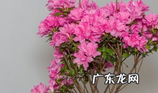 不同颜色的满天星花语 不同颜色的满天星花语介绍