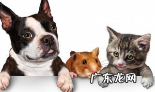 世界上最贵的是什么犬 世界上最贵的犬叫什么