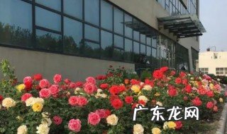 玫瑰花北方室外能过冬吗 玫瑰花北方室外是否能过冬