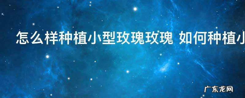 怎么样种植小型玫瑰玫瑰 如何种植小型玫瑰玫瑰