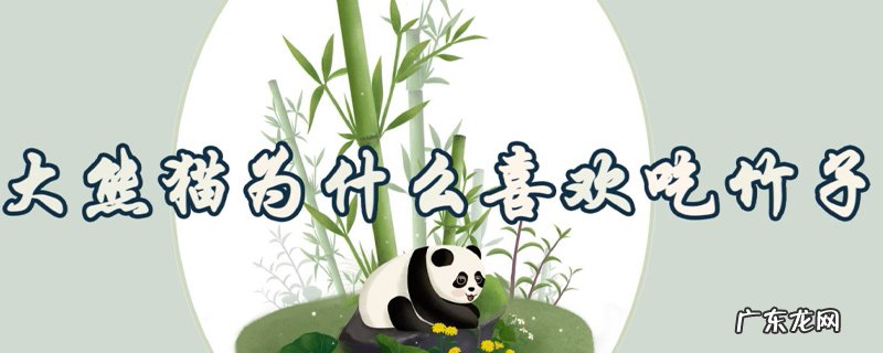 大熊猫为什么喜欢吃竹子