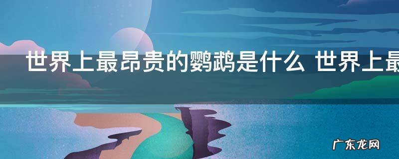 世界上最昂贵的鹦鹉是什么 世界上最昂贵的鹦鹉叫什么