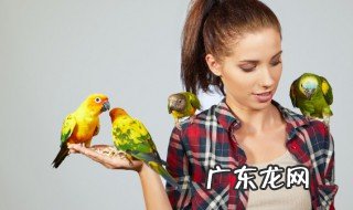 世界上最昂贵的鹦鹉是什么 世界上最昂贵的鹦鹉叫什么