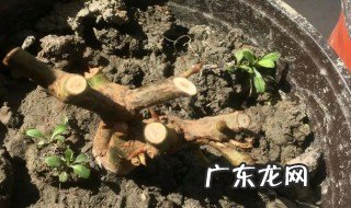 玫瑰老根种植方法 如何种植玫瑰老根