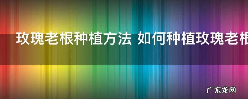 玫瑰老根种植方法 如何种植玫瑰老根