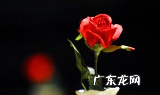 玫瑰花可以放室内吗 玫瑰花能不能放室内