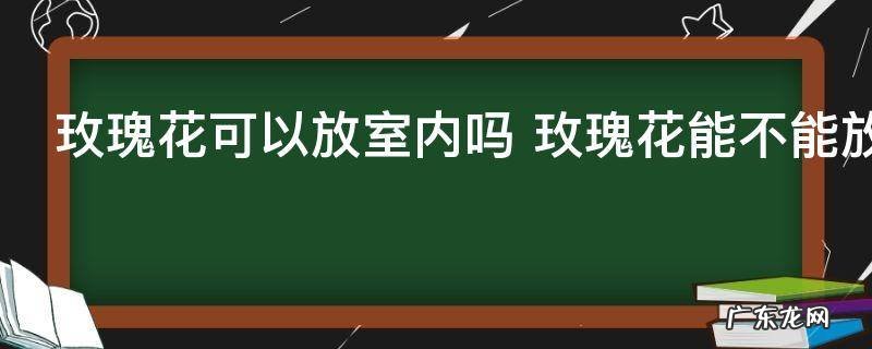 玫瑰花可以放室内吗 玫瑰花能不能放室内