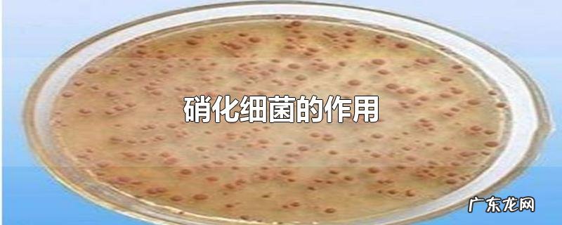 硝化细菌的作用