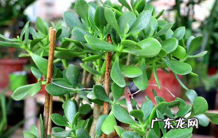 家里养玉树放哪里好