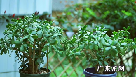 家里养玉树放哪里好