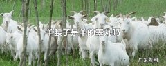 羊腰子是羊的睾丸吗