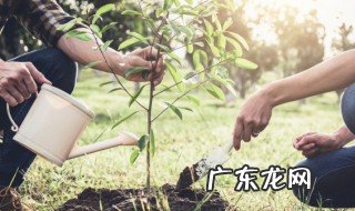 树叶多的方向是什么方向 树叶多的方向是南方向对吗