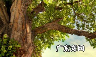 世界上密度最大的木头是哪种 世界上密度最大的木头