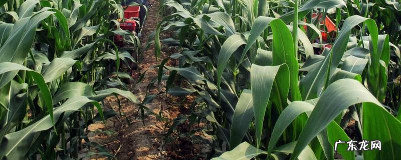 玉米追肥使用哪些肥料,玉米什么时候追肥