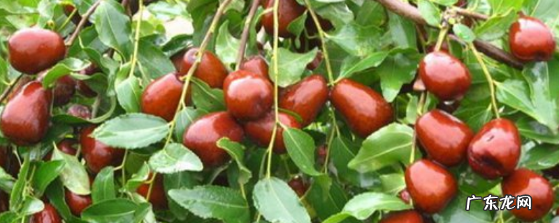 夏天可不可以嫁接枣树,附枣树嫁接方法