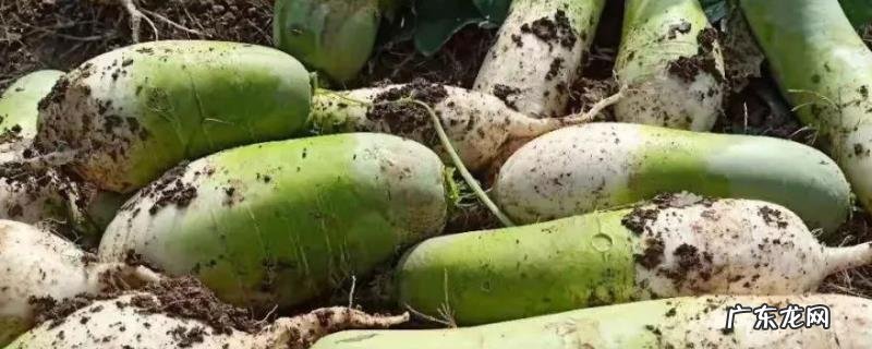 什么时候播种冬萝卜,如何种植冬萝卜