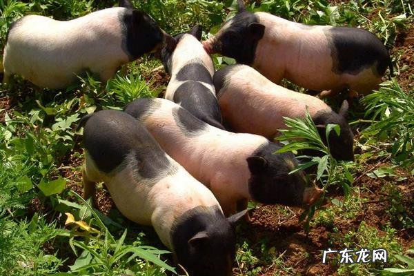 香猪养殖前景和利润,附养殖注意事项