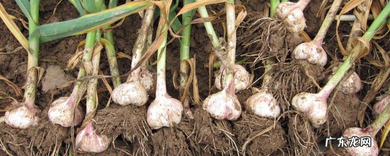 大蒜的种植时间,附种植技术要点