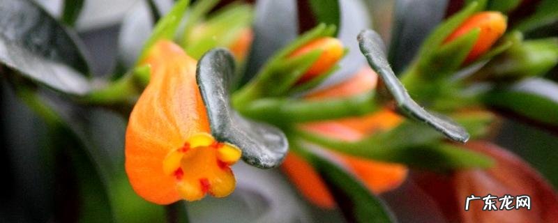 金鱼花的繁殖方法,种植技巧有哪些