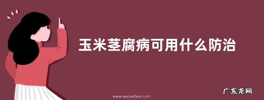 玉米茎腐病可用什么防治，综合防治措施有哪些