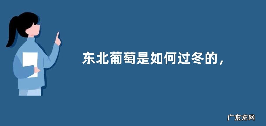 东北葡萄是如何过冬的,附详细的方法