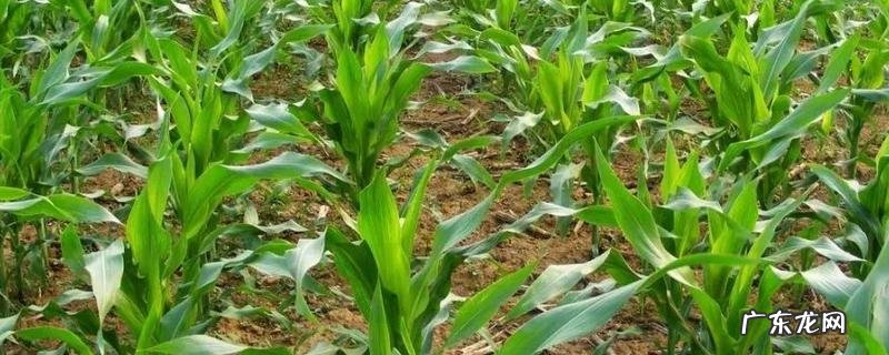 玉米大小苗可用什么药,大小苗的原因是什么