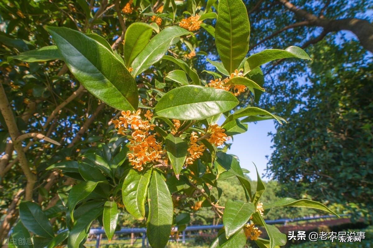 阳台种桂花树招鬼 桂花栽压楼顶风水好不好呢