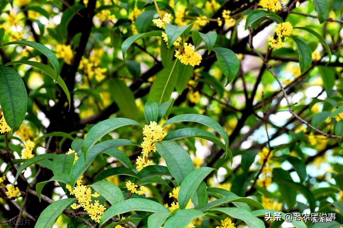 阳台种桂花树招鬼 桂花栽压楼顶风水好不好呢