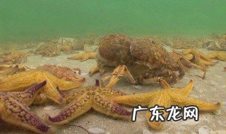 世界上最大的海星是哪一种 哪一种海星是世界上最大的