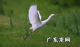 白鹭是群居动物吗 白鹭是否属于群居动物