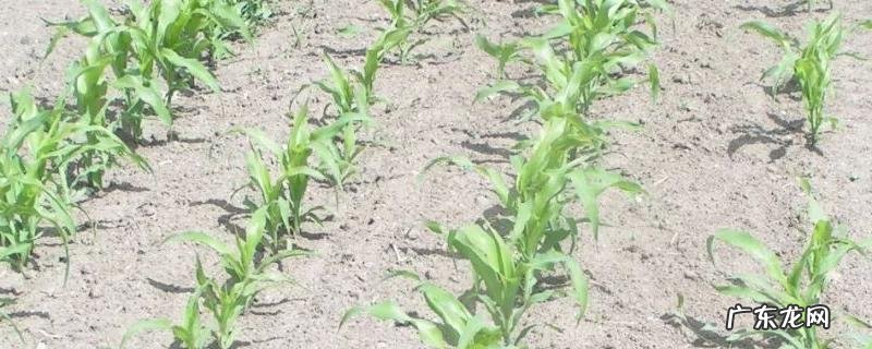 滴灌玉米的施肥方法与量，附种植技术要点