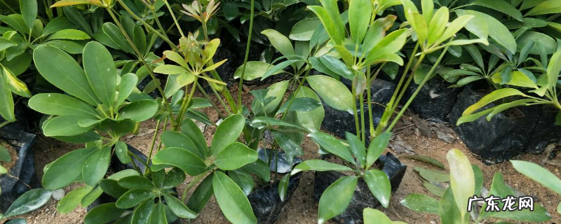 鸭脚木生虫该怎么解决, 适合鸭脚木的肥料有哪些