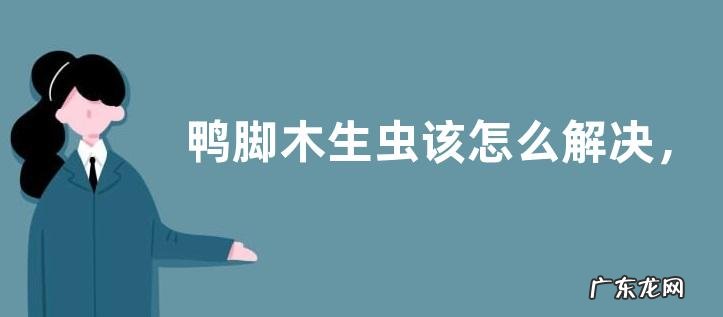 鸭脚木生虫该怎么解决, 适合鸭脚木的肥料有哪些