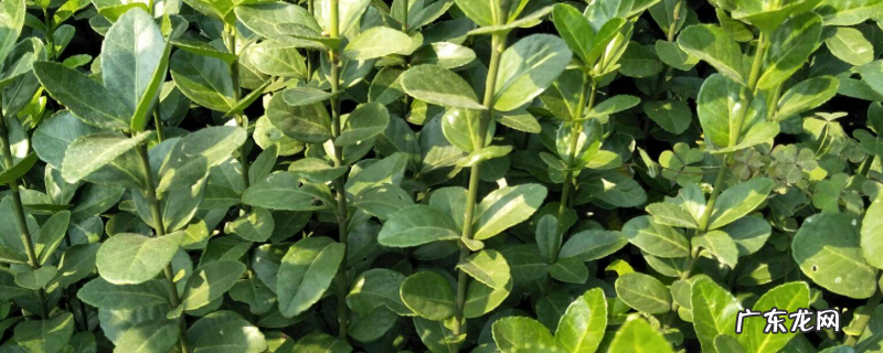 黄杨的繁殖方法，具体怎么操作