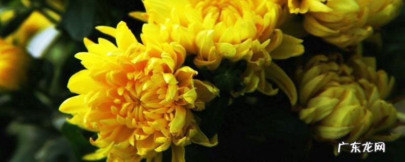 四季菊一般何时开花,附四季菊的生长习性