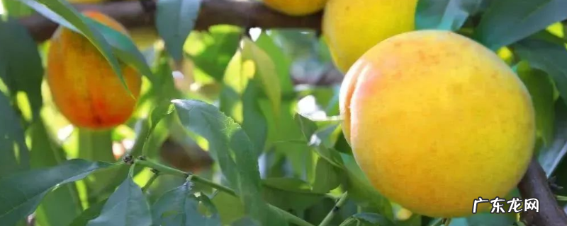 黄桃树怎么种植,有哪些技术要点