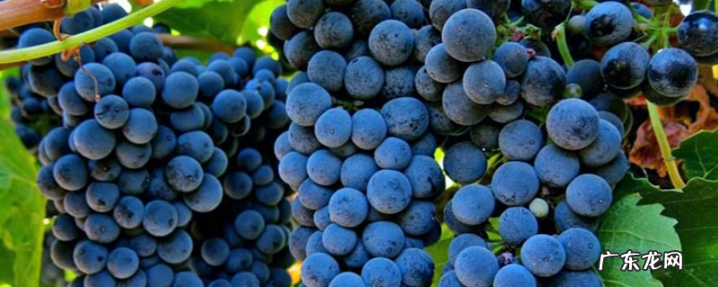 酿酒葡萄怎么种植,有哪些技术要点