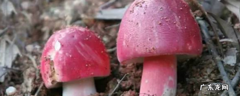 红菇怎么种植，有哪些技术要点