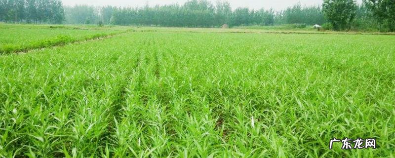 芦蒿高效种植方法,有哪些技术要点