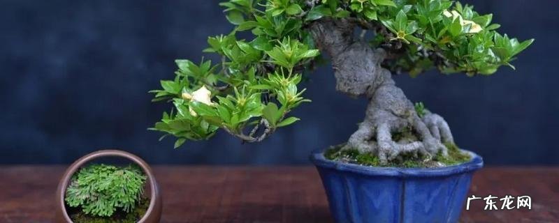 盆景的养殖方法，有哪些技术要点