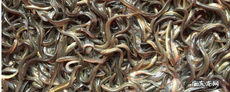 泥鳅养殖利润有多少,附成本介绍