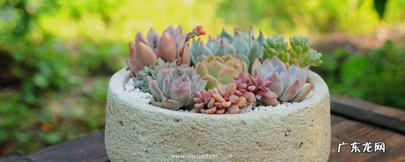 刚种下的多肉如何养,有哪些要点