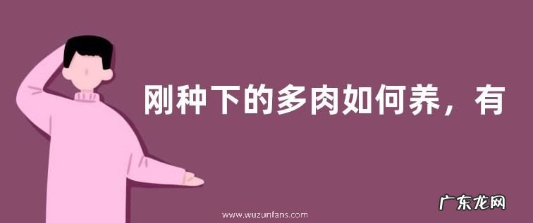 刚种下的多肉如何养,有哪些要点