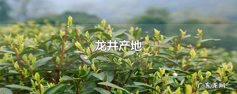 龙井产地