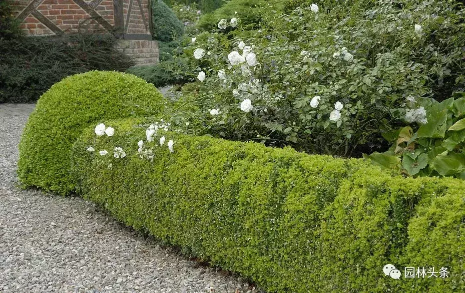 庭院种植火棘风水好 火棘果盆景的风水讲究